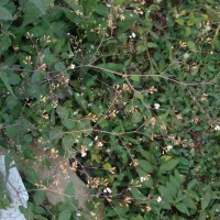 Boerhavia erecta L.